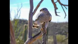 Falconry: Training the Gray hawk