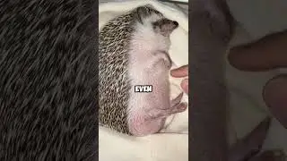 Escaped hedgehog caught home by dogs 🐶. #healing #shortvideo #cuteanimals #funny #hedgehog #shorts