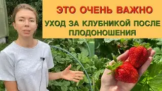 Летний уход за клубникой для будущего урожая. Выбираем правильные саженцы