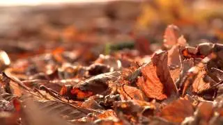 Autumn Leaves 1- Free Stock Video Footage