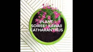 Vinca Love: How-To Plant Soiree® Kawaii Catharanthus