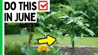 5 Tomato Growing Tips For JUNE