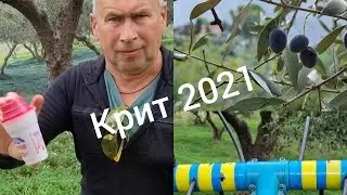 Сбор оливок на Крите Урожай 2021 года