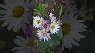 Many shades of Chrysanthamum