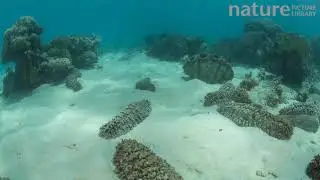 Timelapse of giant sea cucumbers moving underwater, with a giant clam, Great Barrier Reef, Australia