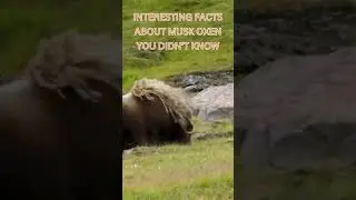 Interesting Facts About Musk Oxen You Didn't Know #documentarychannel #wildlife