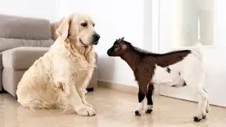 My Dog Meets Baby Goat for the First Time