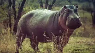 Hippo Sound / Real Animal Sounds