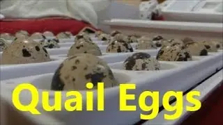 Hatching Quail Eggs | Some Did Some Didnt