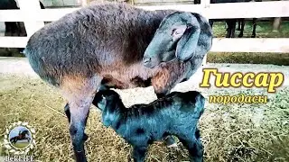 Біздің гиссар тұқымды қойымыз. Наши гиссарские овцы. Our Hissar sheep.