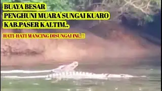 HATI-HATI,. BUAYA BESAR MUARA SUNGAI KUARO,.❗ KAB.PASER KALTIM..⁉️