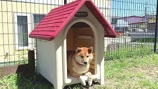 犬小屋物語　 柴犬 😎 Kennel