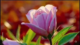 4k Ultra HD quality copyright free stock footage of a flower blooms| 