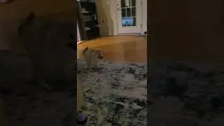 Sassy The Pomsky Puppy Get The Zoomies!
