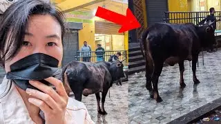 SEEING A COW at a subway station in India (DAY 1)