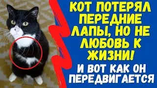Кот Потерял Передние Лапы, Но Не Любовь к Жизни! И Вот Как Он Теперь Передвигается. Он Даже Прыгает