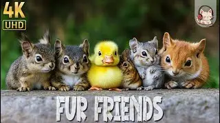 FUR FRIENDS 4K(60FPS)  | 8 Hours CUTE ANIMALS RELAXATION FILMS with Relaxing Bird sounds Music ♫