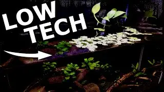 How to Setup a Low Tech Planted Tank | A Buyers Guide