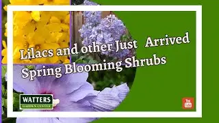 Ken Lain Shows Off Lilacs and Other Just Arrived Spring Blooming Shrubs