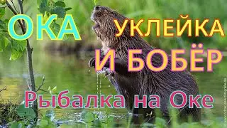 ОКА,УКЛЕЙКА И БОБЕР БОБРИЩЕ.