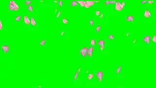 футаж лепестки роз - скачать футаж для монтажа на зелёном фоне