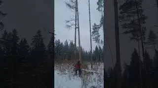 Using a dried spruce to bring down another dry spruce in the right direction