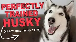 The 3 BEST METHODS For Training A Siberian Husky!