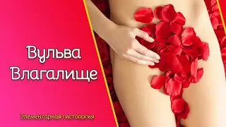 Вульва и влагалище | Элементарная гистология