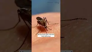 ! West Nile ! Here's what you need to know #shorts #westnile #machealthsci