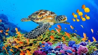 Шум моря 🐢 музыка, расслабляющая водных животных🐋 музыка  лечащая нервы и помогающая заснуть