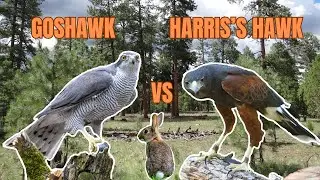 Is the Goshawk the Best Falconry Bird?