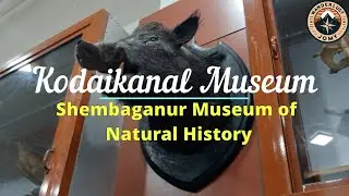 Exploring the Wonders of Shembaganur Museum of Natural History | Kodaikanal Museum | Kodaikanal | 4K