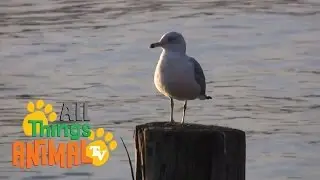 * SEAGULLS * | Birds For Kids | All Things Animal TV