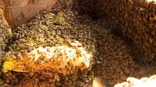 Watch hive with more than 40,000 bees get removed from Maine farmhouse