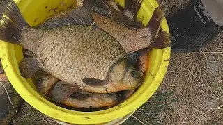 Рыбалка на донные снасти   Караси клюют дуплетом. My fishing