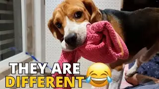 6 Ways Beagles are Different from Other Dogs