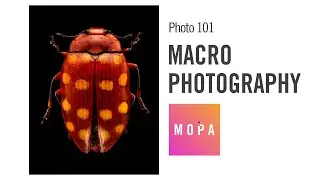 Photo 101: Macro Photography