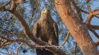 Сова в парке Сергиевка, орлан-белохвост возле дамбы и пернатые предвестники морозов – пуночки