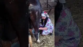 Ильсия Бадретдинова доит корову