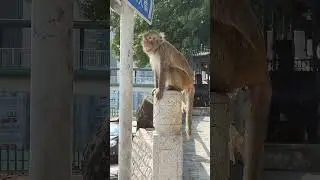 monkey at roadside