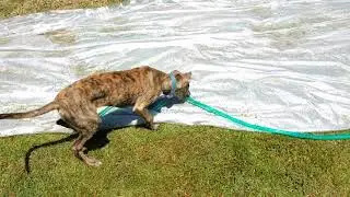 Pippa playing with the water