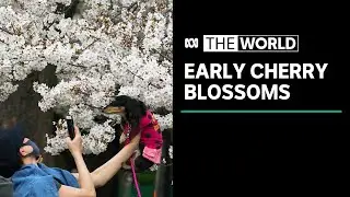 Cherry blossom season comes early in Japan | The World