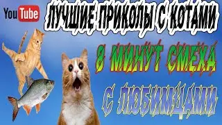 ЛУЧШИЕ ПРИКОЛЫ С КОТАМИ – ПОДБОРКА КОШКИ 2020 ПРИКОЛЫ С КОТАМИ.