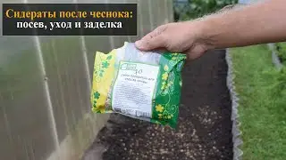 Сидераты после чеснока