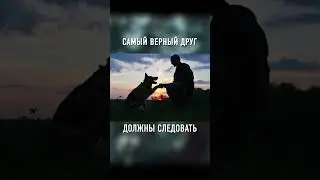 Этот Пёс НАШЕЛ Своего Пропавшего Хозяина #shorts #shorts1