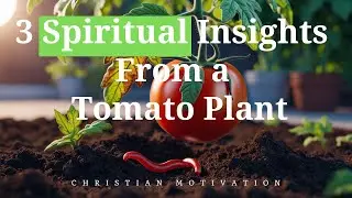 3 Spiritual Insights From a Tomato Plant #christianmotivation