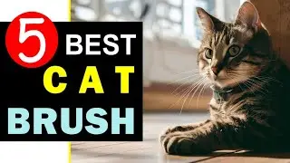 Best Cat Brush 2024 🏆 Top 5 Best Cat Brush Reviews