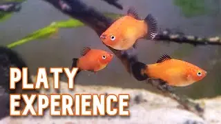 Platy Fish | My Experience Keeping