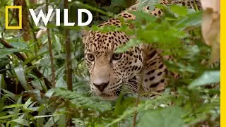 🔴 LIVE: Killer Clashes: Survival of the Fittest | Animal Fight Night S3 FULL EPISODES | Nat Geo