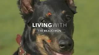 ALL ABOUT LIVING WITH A BEAUCERON DOG